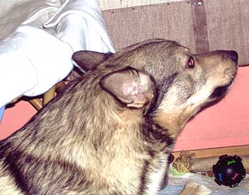 GRR !  Joku  tulee !!! Pit  varoittaa  !!!  -  GRR !  Ngon  kommer ! -  GRR !  Somebody  is  coming !!!  Have  to  warn  people !