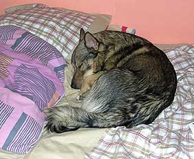 Vsytt ~ I  am  sleepy ~ Jag  r  trtt